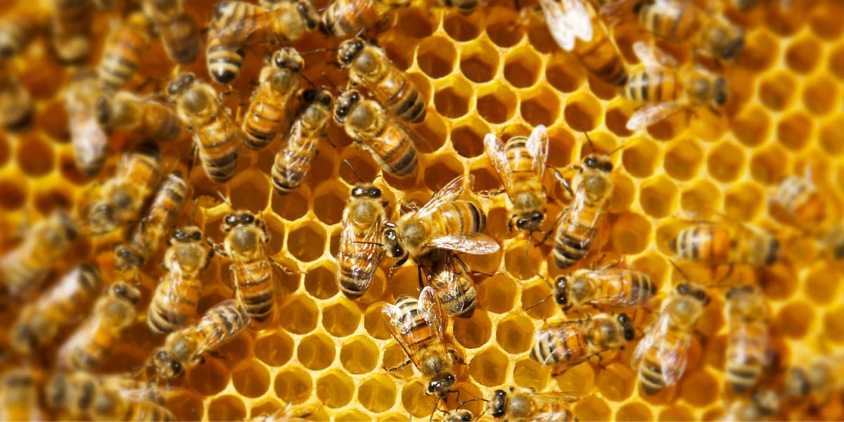 Bee Storage